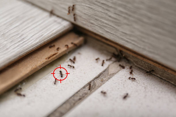 Best Wasp Removal Services  in Bradley, IL