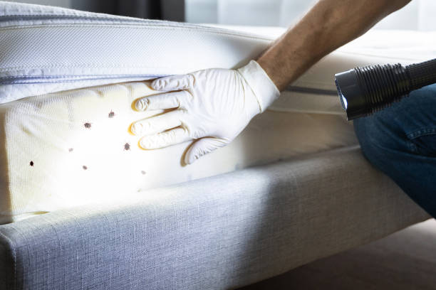 Best Residential Pest Control  in Bradley, IL