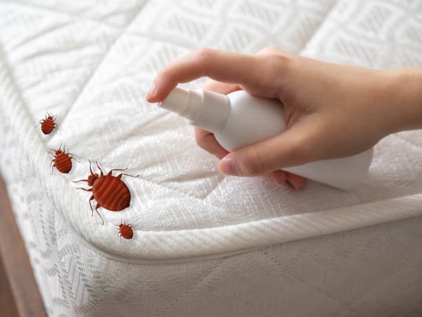 Best Termite Control Services  in Bradley, IL