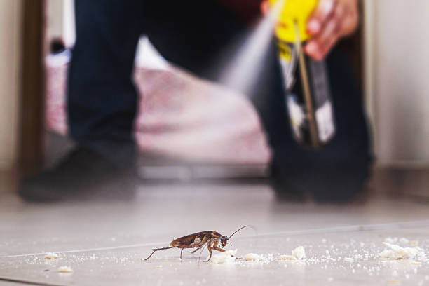 Best Spider Control Near Me  in Bradley, IL
