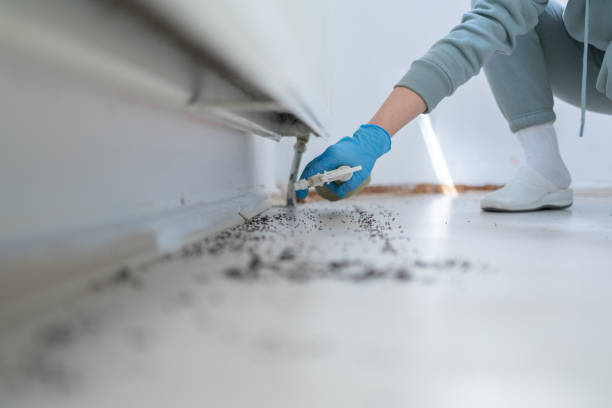 Best Affordable Pest Control Services  in Bradley, IL